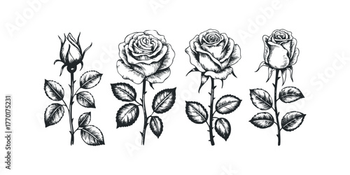 Hand Drawn Rose Stems with Petals and Leaves