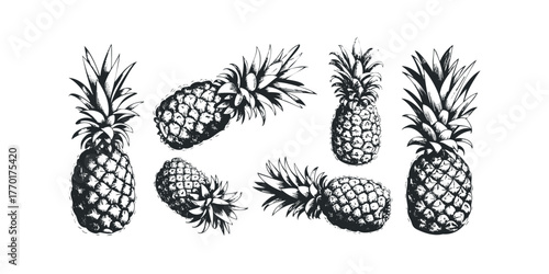 Collection of black and white ink drawings of pineapples