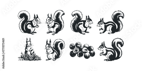 Collection of Squirrels and Nuts in Sketch Style