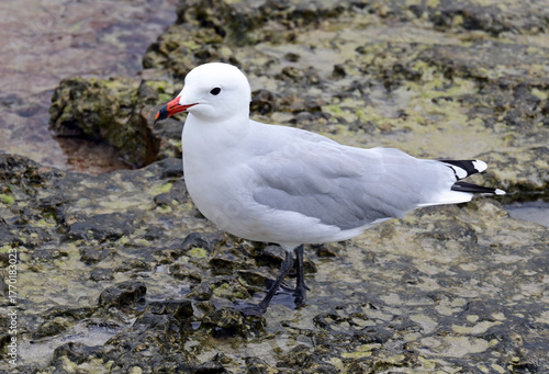 Son Bou, Alaior region, Menorca, Balearic Islands, Spain, Europe : Audouin's gull (Ichthyaetus audouinii) rare gull restricted to Mediterranean, characteristic black ring on red bill, AEWA protection