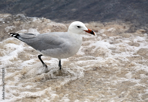Maó, Mahón, Mahon Bay, Menorca, Balearic Islands, Spain, Europe : Audouin's gull (Ichthyaetus audouinii) rare gull restricted to Mediterranean, characteristic black ring on red bill, AEWA protection