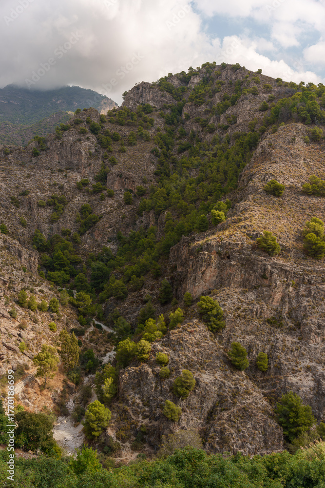 Obraz premium Rocky Mountain Gorge with Pine Trees under Partly Cloudy Sky