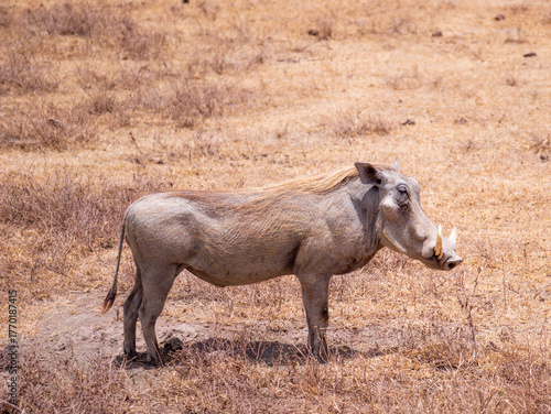 Canvas-taulu Animaux de tanzanie : pumba le phacochère