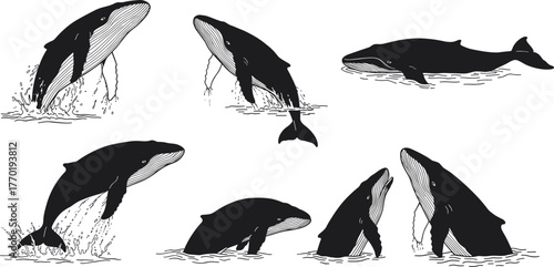 Humpback whale silhouettes breaching, marine animals vector, ocean wildlife illustration, aquatic mammals design, sea life clipart, underwater nature graphic art collection
