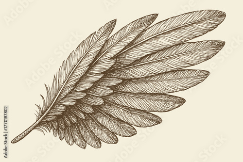 Featherline simple shading parallel barbs illustration detailed vector bird sketch drawn quick