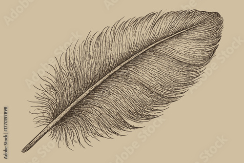 Lines sketch barbs detail barbules indicated textured feather detailed vector shading illustration
