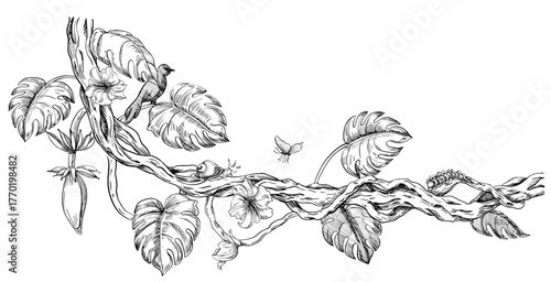 A twisting line with monstera leaves, banana fruits, tropical flowers, and insects. A realistic vector illustration of tropical plants for interior design, wallpaper, and posters.