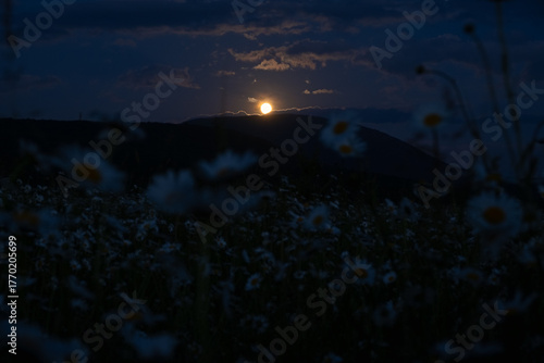 Moon chamomile field. Beautiful full moon rising over chamomile field and mountains. Authentic summer landscape. Dark blue sky deep evening. The concept of mysticism atmospheric mood. Bright moonlight