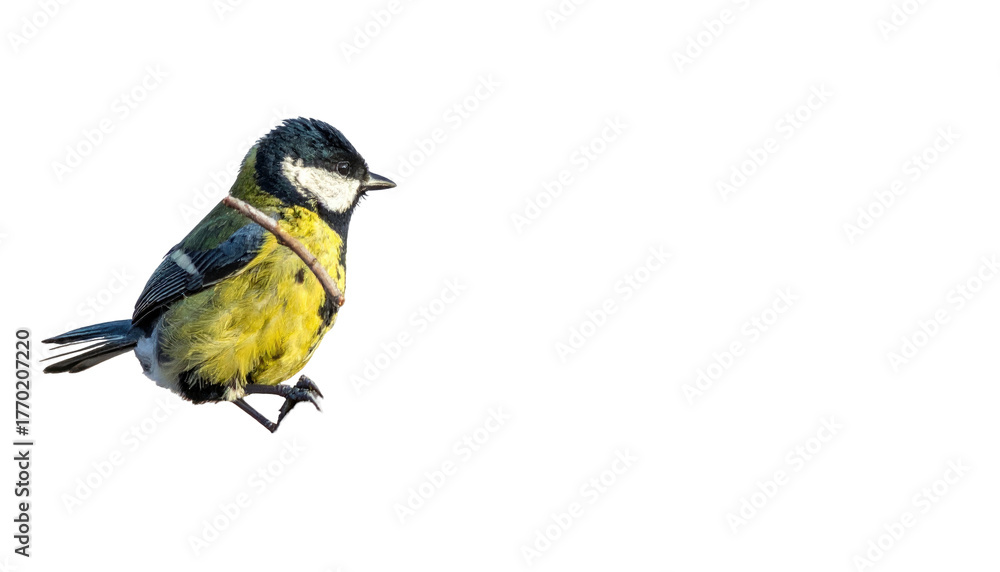 Naklejka premium Bright, small tit perched on twig with yellow and black plumage