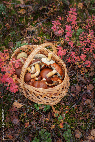 Basket full of mushrooms in autumn forest
