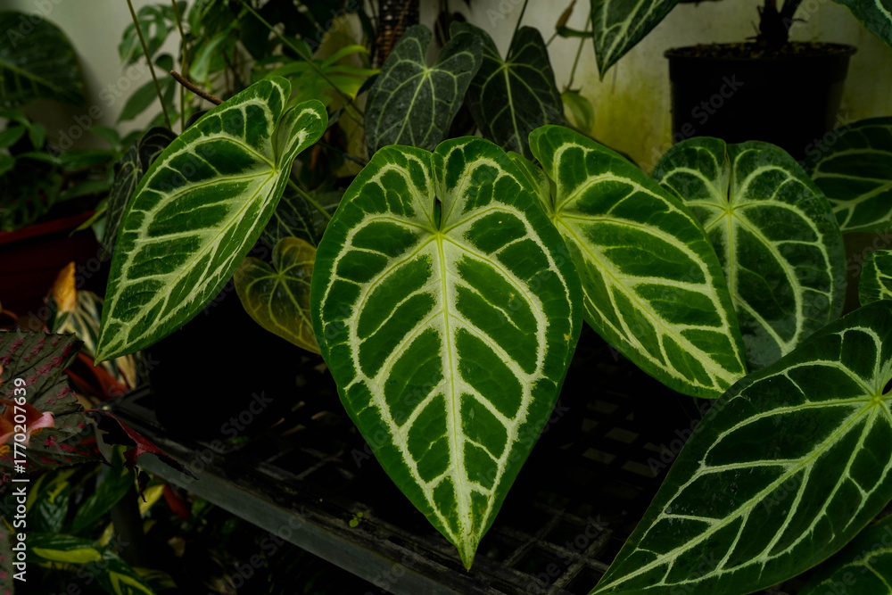 Obraz premium varieties of Anthurium crystallinum leaves, dark green leaves with silver stripes, indoor plants, tropical garden foliage 