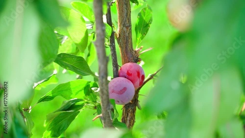 Bright red plums on the tree, close-up