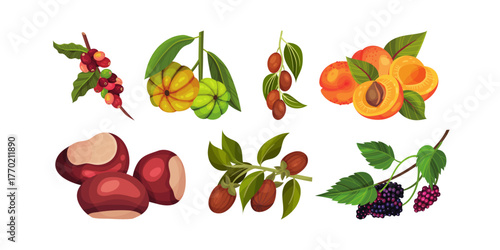 Vibrant collection of delicious fruits and nuts featuring coffee berries, peaches, blackberries, and more for healthy eating and natural food concepts