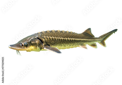 Foto Isolated Sturgeon Fish with Whisker-like Barbels and Bony Plates in Freshwater E