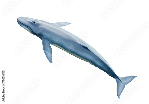 Isolated blue whale swimming at an angle, marine animal in a horizontal image on neutral ground