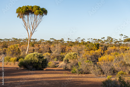 Early morning sun on the outback desert and lone tree in Western Australia, Australia