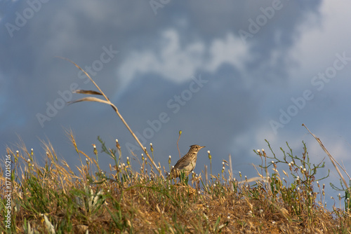 Lark close-up. A songbird sits among the tall grass on the ground against the background of the blue sky. The morning song of a beautiful graceful bird. The concept of ecology environmental protection