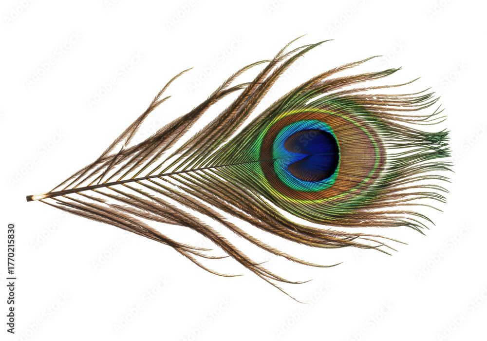 Obraz premium Isolated colorful vibrant single peacock feather displaying unique eye pattern, beauty