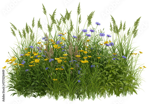 Isolated wildflower patch, lush summer meadow blooms, tall grass plants, scenic herbal groundcover