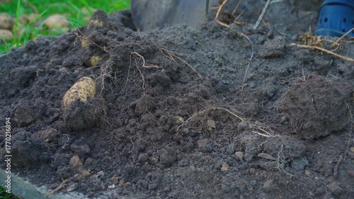 Wallpaper Mural The process of digging potatoes in a garden bed, with a shovel, close-up Torontodigital.ca