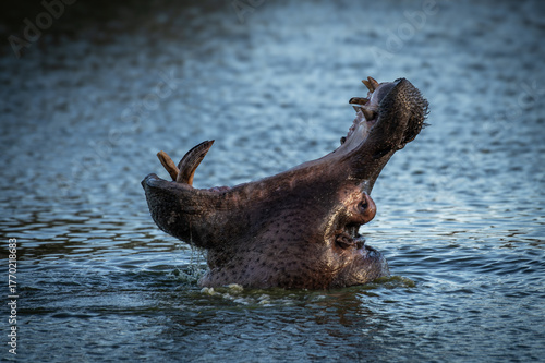 A Hippopotamus amphibius roars in the Khwai River, Botswana
