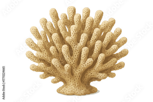 Vector coral intricate texture from view surface beauty shading illustration seen light