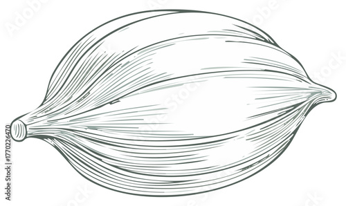 Illustration of a Muscle Fiber or Bundle in Stylized Line Art