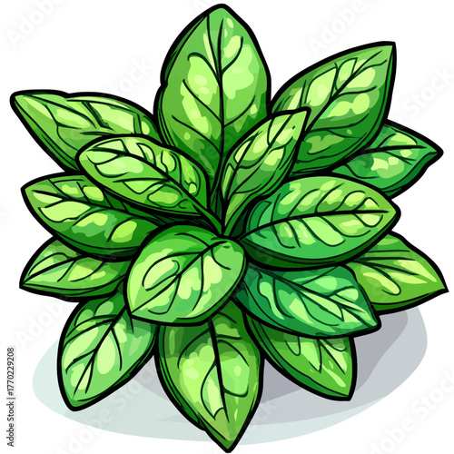 Green spinach illustration 