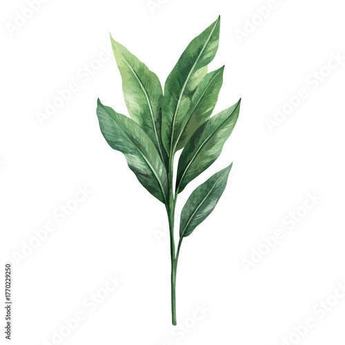 Green spinach on white 