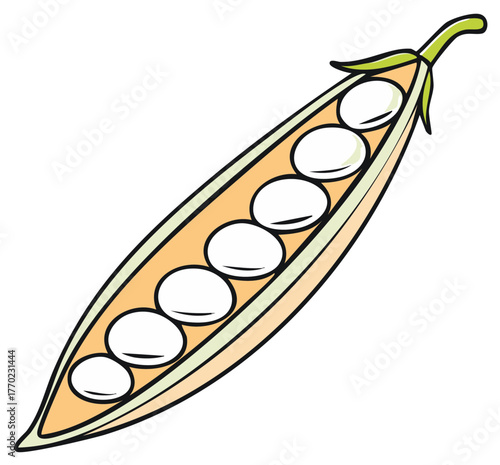 Opened pea pod with visible peas illustration, isolated.