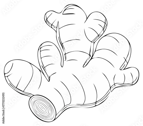 Ginger root black and white line art illustration Hand drawn sketch of a fresh spice for cooking and health
