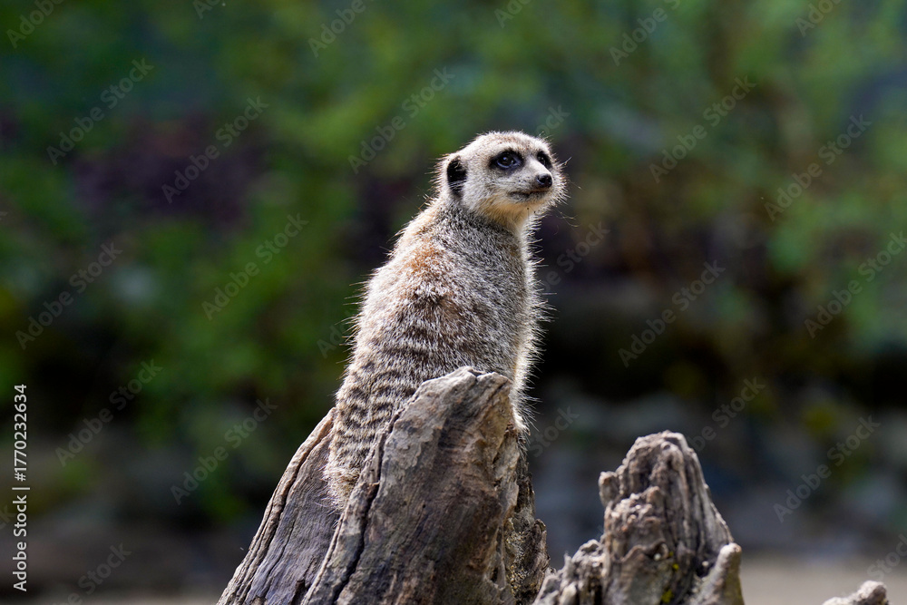 Fototapeta premium meerkat on the lookout