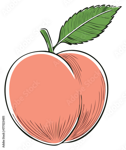 Sweet Ripe Peach Vector Art with Green Leaf and Organic Shape