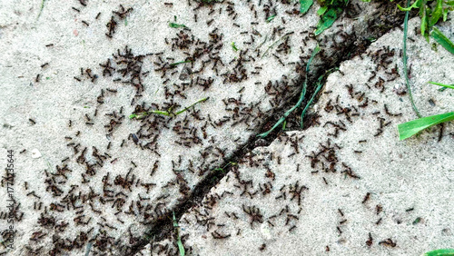 Fotografie Ants bustle along a sun-drenched pavement crack, invoking Labor Day industriousn