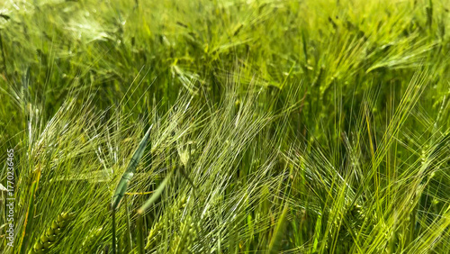 Tableau sur toile Green barley whispers secrets of ancient harvests, echoing Litha and Lammas magi