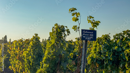 Valokuva Sunlit vineyard with lush Cabernet Franc vines whispers of rustic charm, invokin