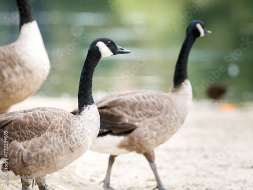 Fotografie Bernaches du Canada (Branta canadensis) au bord du lac du Bois de Boulogne à Paris — oies urbaines en milieu naturel