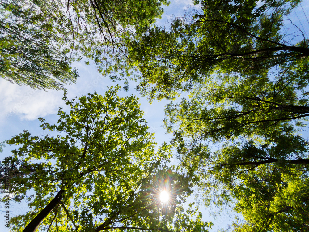 Fototapeta premium Green tree branches and blue sky background