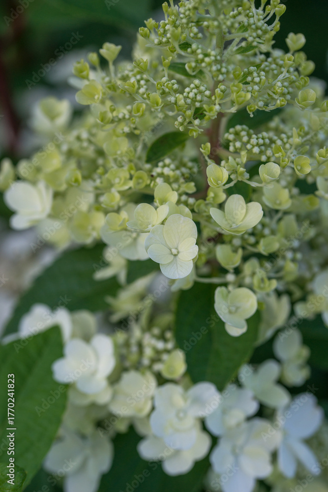 Obraz premium Beautiful varietal hydrangeas in the summer garden