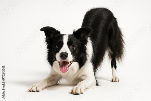 Border Collie in play-bow pose on white background