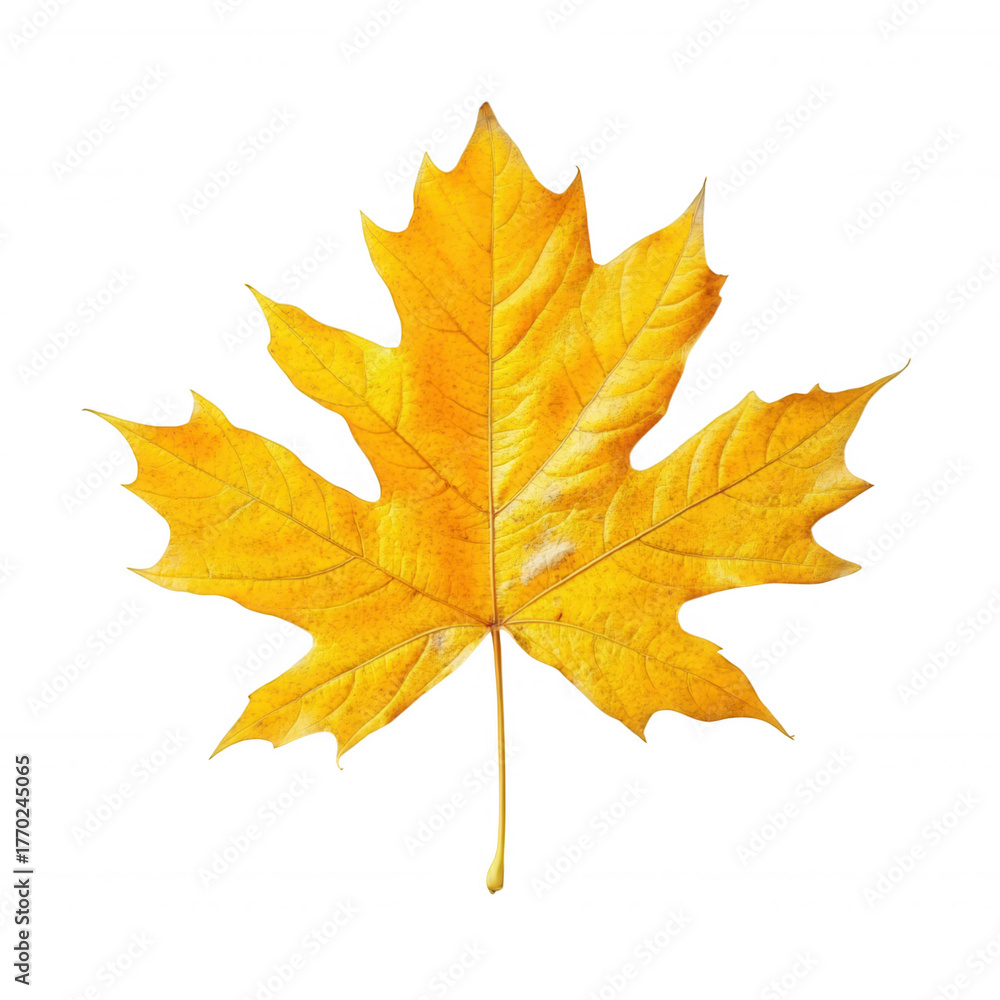 Fototapeta premium Yellow maple leaf isolated on transparent background symbolizing autumn season change nature