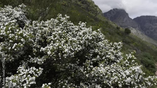 Wallpaper Mural Blooming featherhead white phylica shrub on rocky slopes Torontodigital.ca