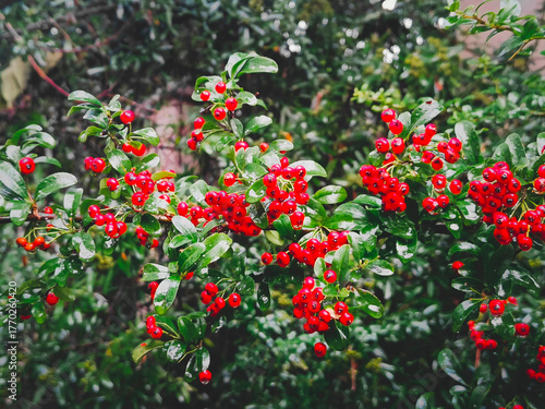 Ripe Pyracantha berries, bright red, covered in raindrops. Close-up, selective focus.