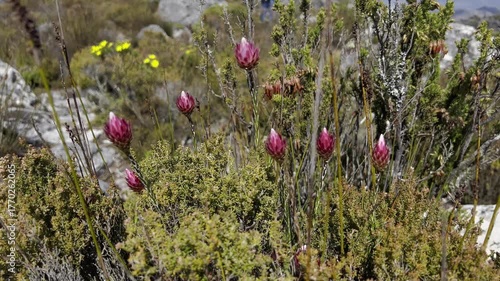 Cape snow everlasting paper daisies