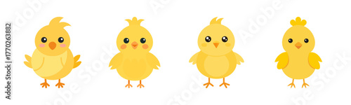 Cute baby chicks showing blank signs four times isolated