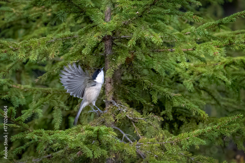 The willow tit in flight, Poecile montanus is a passerine bird in the tit family