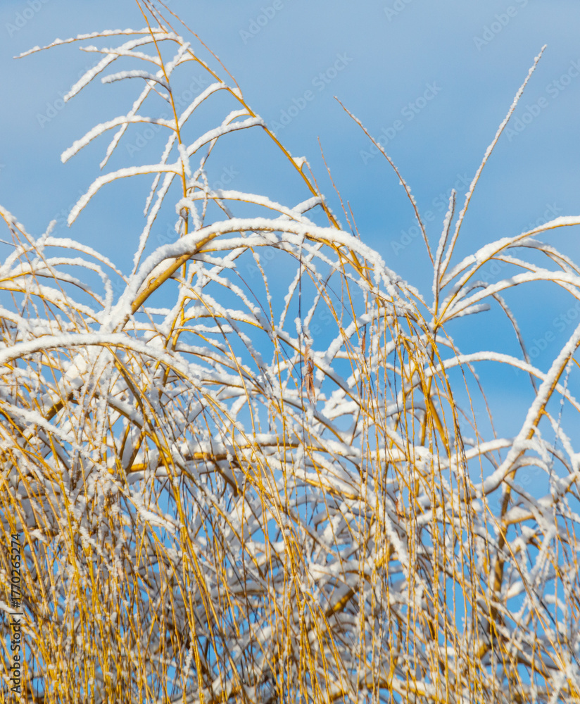 Fototapeta premium A bunch of branches covered in snow