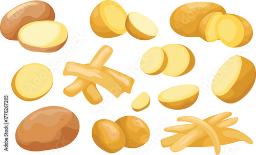 Potato vegetable set, whole potato, sliced potato, potato sticks, raw and cooked potato, food ingredient, farming crop, healthy nutrition illustration