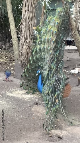 vertical video of a peacock in the garden
