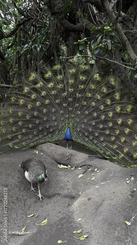 Peacock in Hout Bay zoo